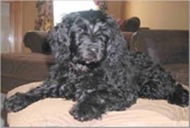 See more of appalachian goldendoodles on facebook. Doods Coat Colours Black