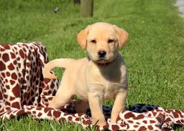 They have a very keen sense of smell. Labrador Puppies For Sale Craigslist Dogs Breeds And Everything About Our Best Friends