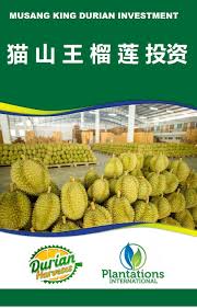 How to plant durian musang king. Invest Odyssey Agro