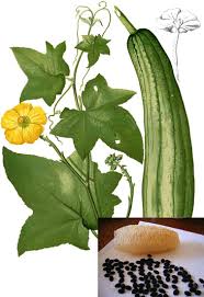 Regarded as an asian delicacy when harvested as a young fruit but also suitable for growing to maturity and drying for bathroom sponges / back scrubbers. Luffa An Overview Sciencedirect Topics