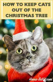 How To Keep Cats Out Of Christmas Tree How To Keep Cats Out Of The Christmas Tree Home Ec 101