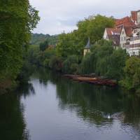 Image result for Metasphaeria diplodiella