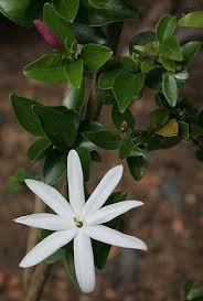 Image result for Jasminum multipartitum