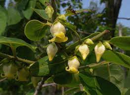 They are usually ripe after the first frost and all the leaves have fallen from the tree, though even then some fruit can still be very astringent. American Persimmon Diospyros Virginiana