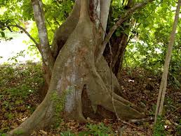 Image result for Celtis mildbraedii