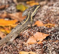 The lizard can run on the water up to 5 ft for a distance of 15 ft before diving into the water. Basilisk Lizard Information And Care Reptiles Magazine