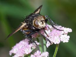 We did not find results for: Nowickia Ferox Arthropodafotos De