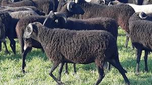 È possibile cuocere la carne anche. Effetti Del Sistema Di Allevamento Sulla Qualita Della Carne Dell Agnello Da Latte Di Razza Massese Ruminantia Web Magazine Del Mondo Dei Ruminanti