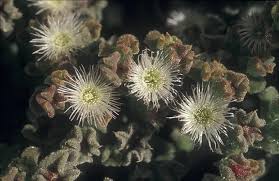 Image result for Commicarpus grandiflorus