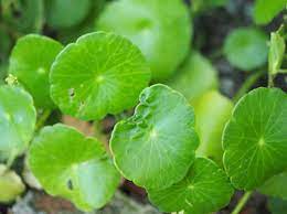 Tags for the entry peltate leaf what peltate leaf means in malayalam, peltate leaf meaning in malayalam, peltate leaf definition, explanation, pronunciations and examples of peltate leaf in malayalam. Peltate Definition Of Peltate