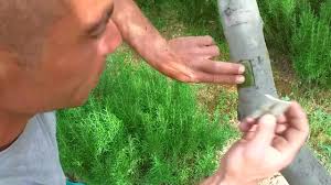 Zeytin Goz Asisi Youtube
