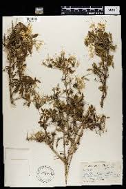 Image result for Pavetta gracillima