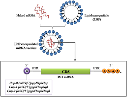 Mrna is created during the process of transcription, where an enzyme ( rna polymerase) converts the. Can Mrna Vaccines Turn The Tables During The Covid 19 Pandemic Current Status And Challenges Springerlink
