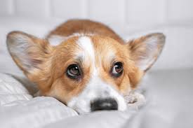 At six months, the smaller welsh corgi pembroke female weighs on average between 17.3 lbs and the larger dogs weigh around 22.1 lbs. How To Discipline A Corgi Puppy A Guide Etcpets