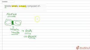 C pits are present in primary walls whereas they are absent in secondary walls. Middle Lamella Is Mainly Composed Of Youtube
