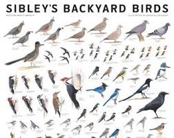 Birds Of Eastern North America Sibley S Hummingbirds Of North America Etsy In 2020 Backyard Birds Sibley Birds Of America