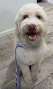 Prestige Dog Grooming LLC