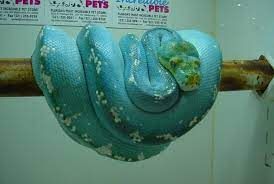 So Pretty I Want One But They Have Huge Teeth Reptiles Pet Beautiful Snakes Snake