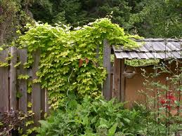 Get your garden ready with our innovative garden supplies! Ornamental Hops