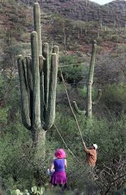 We did not find results for: Workshop Shares O Odham Ritual Cactus Flower Arizona Cactus Cactus