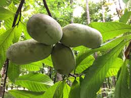 Everybody is welcome to post requests and/or help out tree in massachusetts (5 miles north of boston). How To Identify Pawpaw Trees Where To Find Edible Wild Fruits Good Life Revival