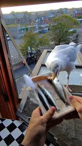 His stomach is endless & so is his love for those sardines ...