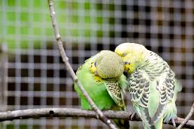 18.die mutter ( lagte,lag,legte,legtete) das kind ins bett. Milben Beim Vogel Tiermedizinportal