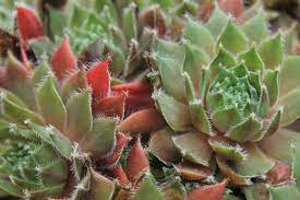 Facebook is showing information to help you better understand the purpose of a page. Colorado Cactus Succulent Society Home