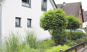 Wir beraten sie gerne in der baumschule im marchfeld bei wien. Baum Kaufen Tipps Fur Gartenbesitzer In Segeberg