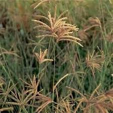 Image result for Eustachys