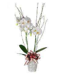 Holiday Bliss Orchid Plant Orchid Plants Orchids Phalaenopsis Orchid