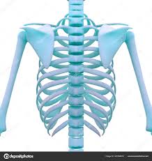 Any content should be recategorised. Human Ribs Anatomy Anatomy Drawing Diagram