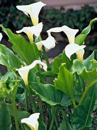 Maybe you would like to learn more about one of these? Beautiful White Flowers For Your Garden Interior Design Ideas Avso Org