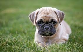 The litter will be weaned around august 26. Chug Dog What It S Like To Own A Chihuahua Pug Mix All Things Dogs All Things Dogs