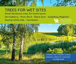 Selecting Trees For Wet Sites Wkdz Radio