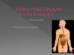 Defns 8lsto poocoroooo(clol uorl clct sopol oocs) ollpctl icoosl. Makalah Sistem Pencernaan Pada Manusia