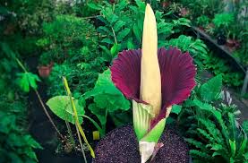 Jul 04, 2021 · hailing from the tropical rainforests of the world, the corpse flower (amorphophallus titanum) can grow to be 12 feet tall. The Corpse Flower Amorhophallus Titanum Characteristics And Care Gardening On