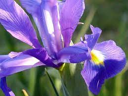 How To Care For Iris Plants After Bloom Plants Iris Garden Iris Flowers