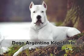 Dogo Argentino Kopek Irkinin Ozellikleri Canlilar Net