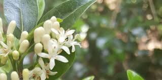 Image result for Psydrax subcordata