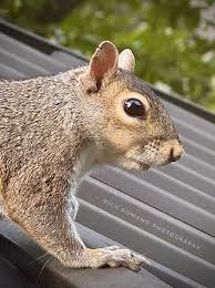 Image result for Brown Squirrel 2014 Peugeot