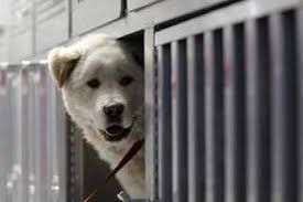 The Empathetic Dog and Your Health