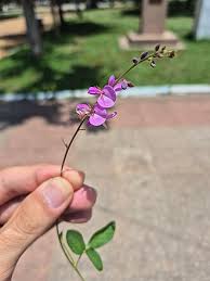 Image result for Desmodium incanum