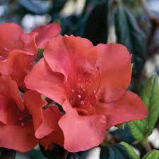Get free shipping on qualified encore azalea products or buy online pick up in store today. Encore Azalea 2 Gal Autumn Embers Shrub With Red Orange Reblooming Semi Double Flowers 80512 The Home Depot