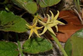 Image result for Orthanthera