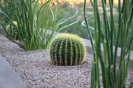 See more ideas about arizona, sonoran desert, scenery. Low Maintenance Desert Plants Flowers Mesquite Landscaping Inc