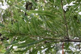Image result for Phyllanthus fischeri