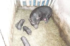 See more of purcei de vanzare on facebook. Vanzare Purcei Vietnamezi Si Maturi Costeldeladorna