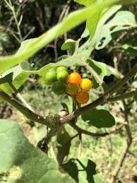 Image result for Solanum anguivi