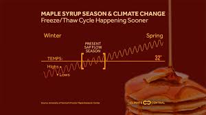 Maple Syrup Season And Climate Change Climate Central